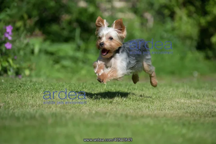 : DOG - Yorkshire Terrier / YORKIE / S / BROKEN-HAIRED : DOG - Yorkshire Terrier / YORKIE / S / BROKEN-HAIRED