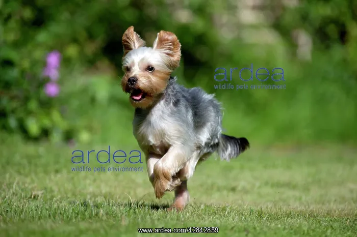 : DOG - Yorkshire Terrier / YORKIE / S / BROKEN-HAIRED : DOG - Yorkshire Terrier / YORKIE / S / BROKEN-HAIRED