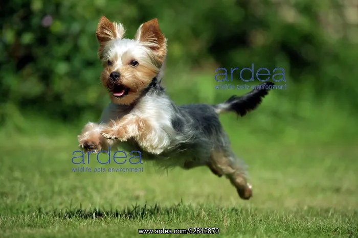 : DOG - Yorkshire Terrier / YORKIE / S / BROKEN-HAIRED : DOG - Yorkshire Terrier / YORKIE / S / BROKEN-HAIRED
