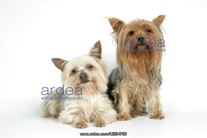 : DOG. Yorkshire terriers : DOG. Yorkshire terriers
