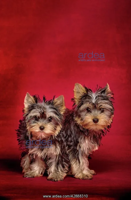  : Dog - Yorkshire Terriers