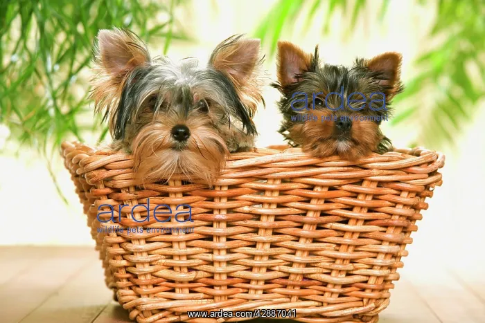  : Dog - two Yorkshire Terriers in basket
