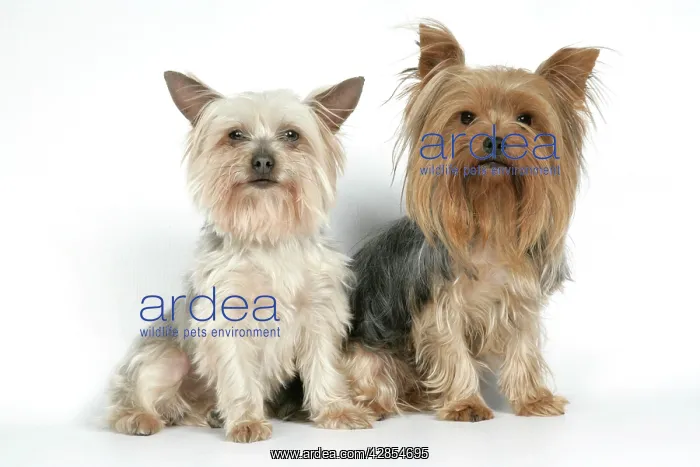 : DOG. Yorkshire terriers sitting : DOG. Yorkshire terriers sitting