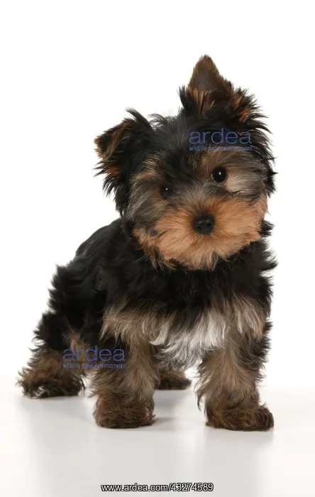 : DOG. Yorksire Terrier puppy, 13 weeks old, standing, studio : DOG. Yorksire Terrier puppy, 13 weeks old, standing, studio