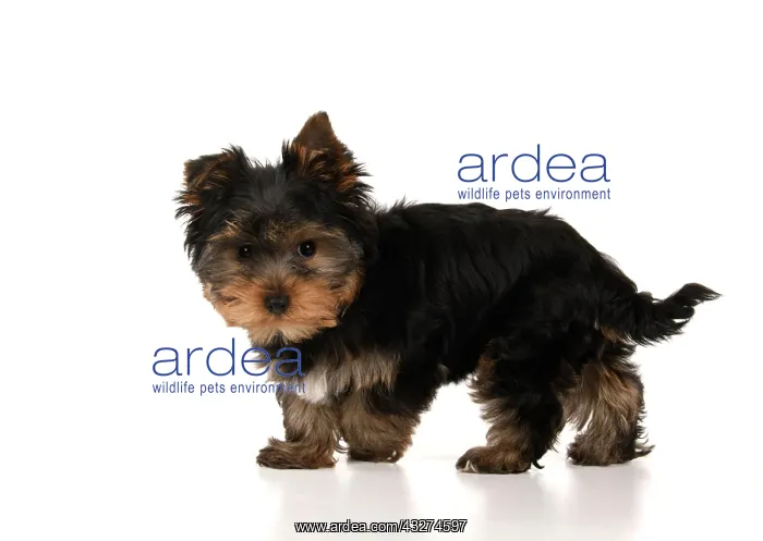 : DOG. Yorksire Terrier puppy, 13 weeks old, standing, studio : DOG. Yorksire Terrier puppy, 13 weeks old, standing, studio