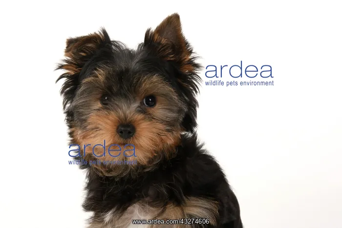 : DOG. Yorksire Terrier puppy, 13 weeks old, portrait, head a : DOG. Yorksire Terrier puppy, 13 weeks old, portrait, head a