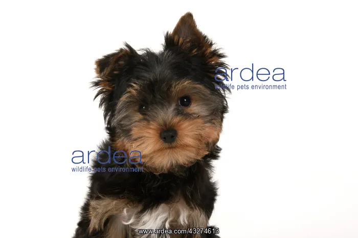 : DOG. Yorksire Terrier puppy, 13 weeks old, portrait, head a : DOG. Yorksire Terrier puppy, 13 weeks old, portrait, head a