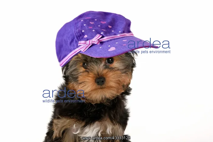 : DOG. Yorksire Terrier puppy, 13 weeks old, portrait