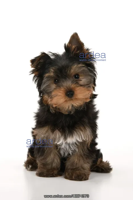 : DOG. Yorksire Terrier puppy, 13 weeks old sitting, head on o : DOG. Yorksire Terrier puppy, 13 weeks old sitting, head on o