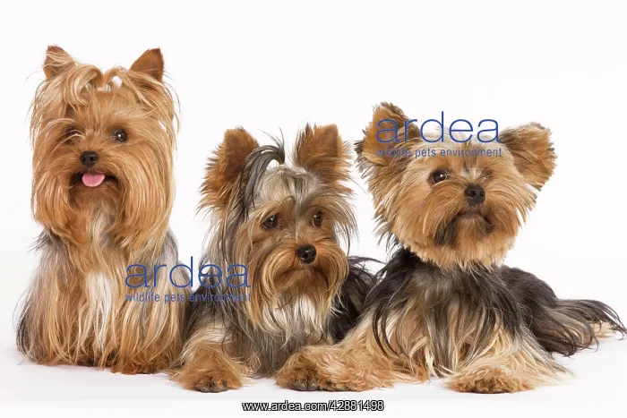 : Dog - Yorshire Terrier - three in studio : Dog - Yorshire Terrier - three in studio