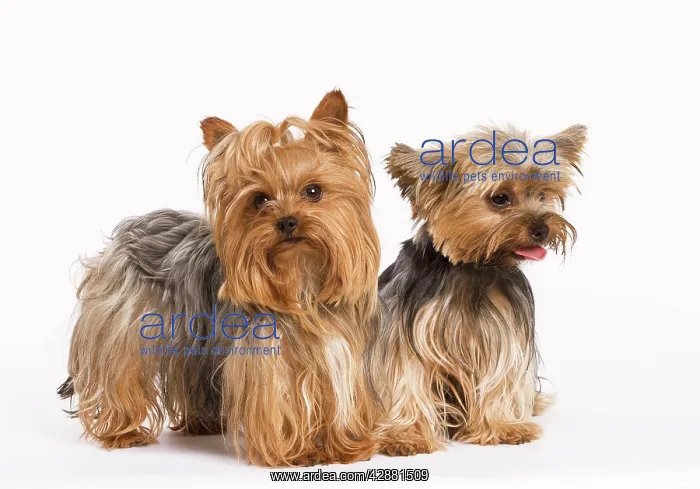  : Dog - Yorshire Terrier - two in studio