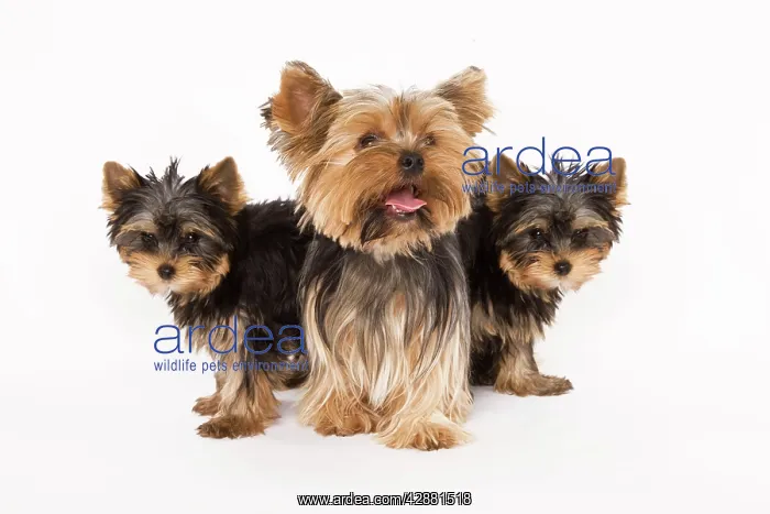 : Dog - Yorshire Terrier - three in studio : Dog - Yorshire Terrier - three in studio