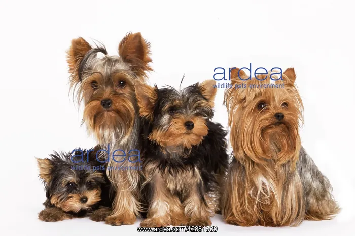 : Dog - Yorshire Terrier - four in studio : Dog - Yorshire Terrier - four in studio