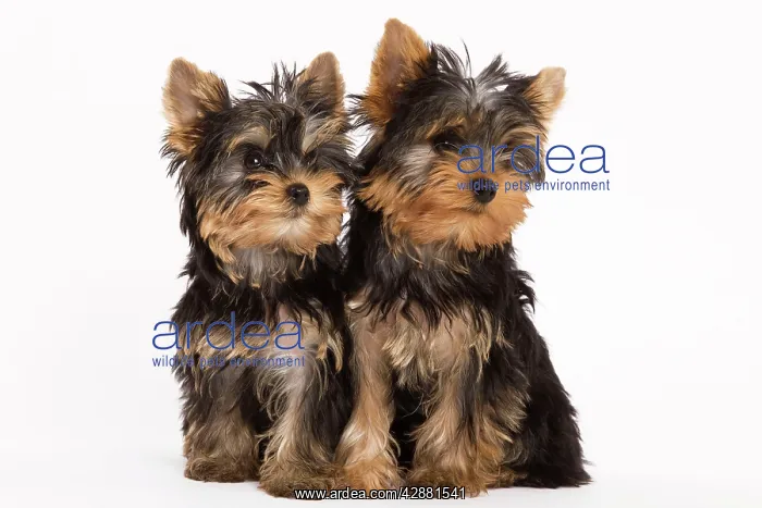  : Dog - Yorshire Terrier - two in studio