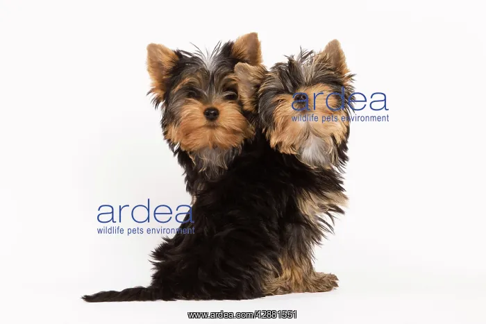  : Dog - Yorshire Terrier - two in studio