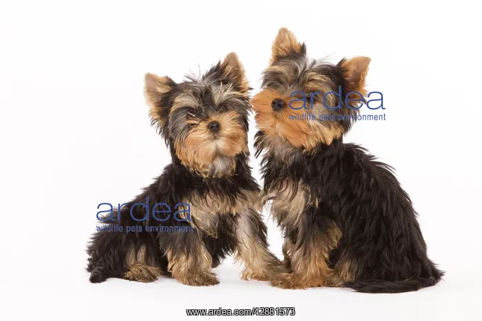  : Dog - Yorshire Terrier - two in studio
