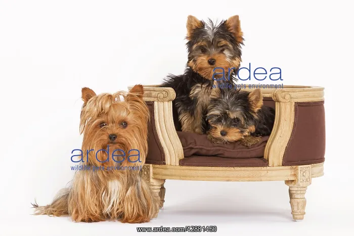 : Dog - Yorshire Terrier - three in studio with chair : Dog - Yorshire Terrier - three in studio with chair