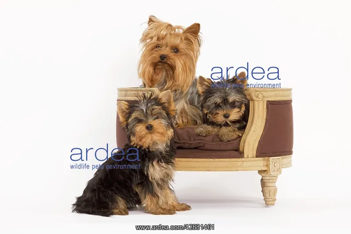 : Dog - Yorshire Terrier - three in studio with chair : Dog - Yorshire Terrier - three in studio with chair