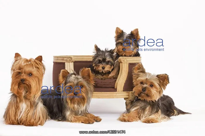 : Dog - Yorshire Terrier - five in studio with chair : Dog - Yorshire Terrier - five in studio with chair