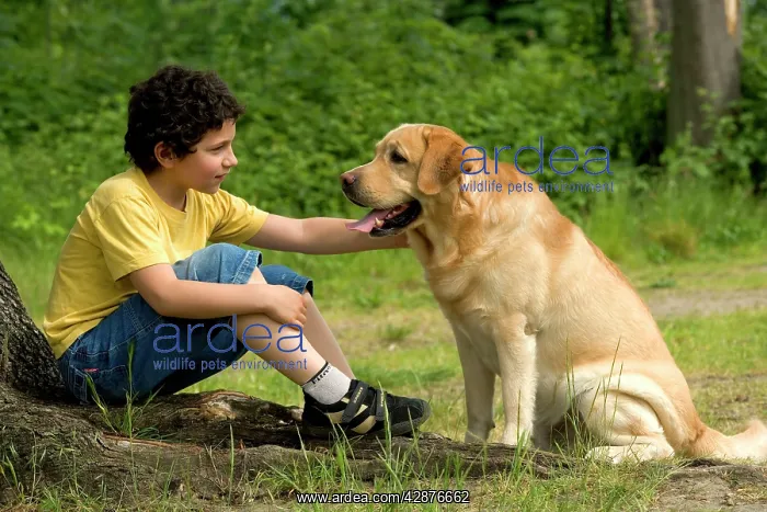  : Dog - young boy talking to Labrador Retriever