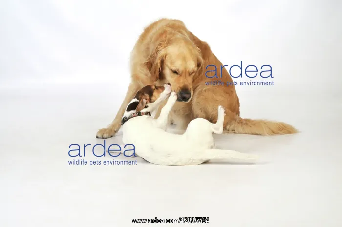 : DOG. young dog being submissive to an older dog : DOG. young dog being submissive to an older dog