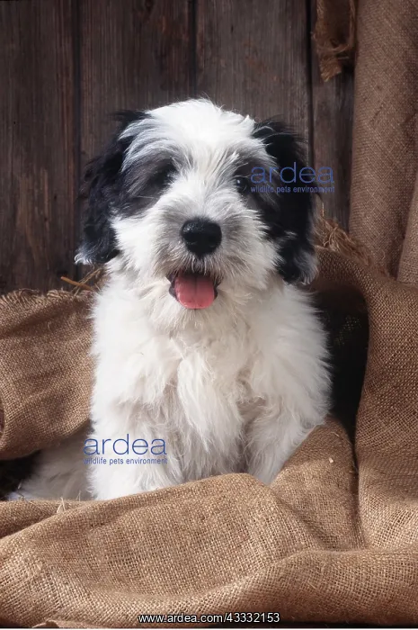 : DOG - young Polish Lowland Sheepdog : DOG - young Polish Lowland Sheepdog