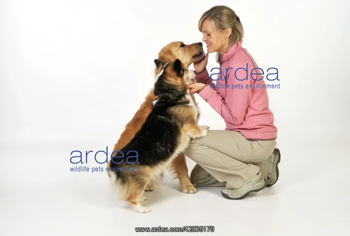 : Dog. A younger and older dog vying for owners attention : Dog. A younger and older dog vying for owners attention