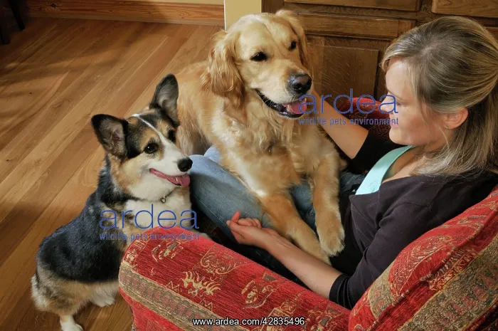 : Dog. A younger and older dog vying for owners attention : Dog. A younger and older dog vying for owners attention