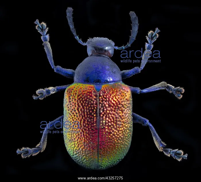 : Dogbane Beetle, Chrysochus auratus Java : Dogbane Beetle, Chrysochus auratus Java