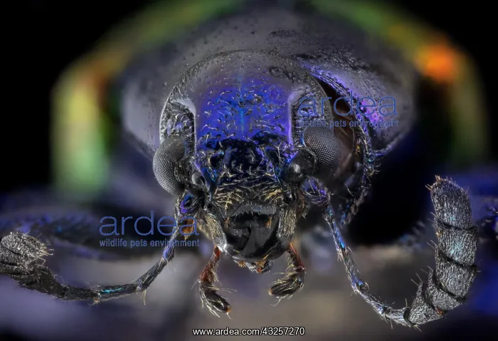 : Dogbane Beetle CU, Chrysochus auratus Java 5X : Dogbane Beetle CU, Chrysochus auratus Java 5X