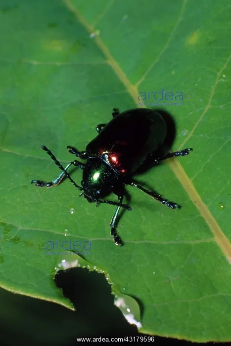 : Dogbane Leaf Beetle : Dogbane Leaf Beetle