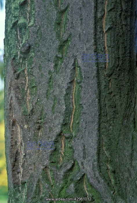: Dogberry - variegata - Cultivar - Bark : Dogberry - variegata - Cultivar - Bark