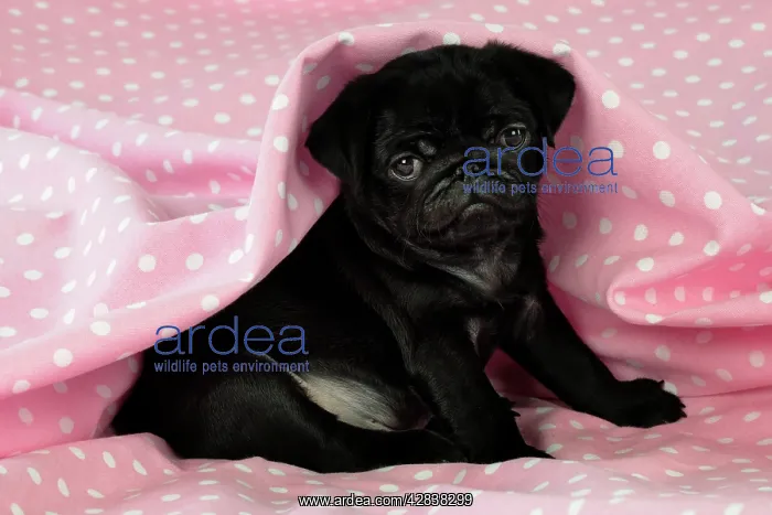 : DOG.Black Pug puppy ( 8 wks old ) : DOG.Black Pug puppy ( 8 wks old )