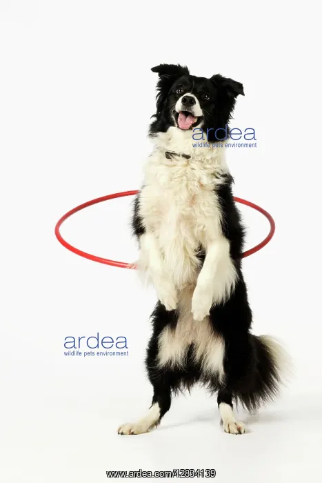  : DOG.Border collie doing hoola hoop
