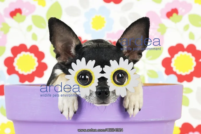 : DOG.Chihuahua sitting in plant pot wearing daisy : DOG.Chihuahua sitting in plant pot wearing daisy