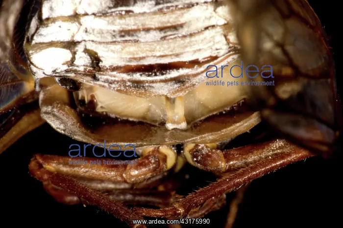 : Dogday Harvestfly Cicada : Dogday Harvestfly Cicada