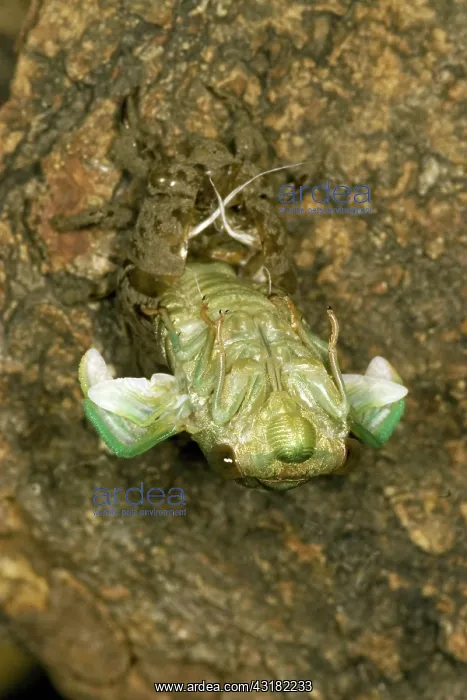 : Dogday Harvestfly Cicada : Dogday Harvestfly Cicada