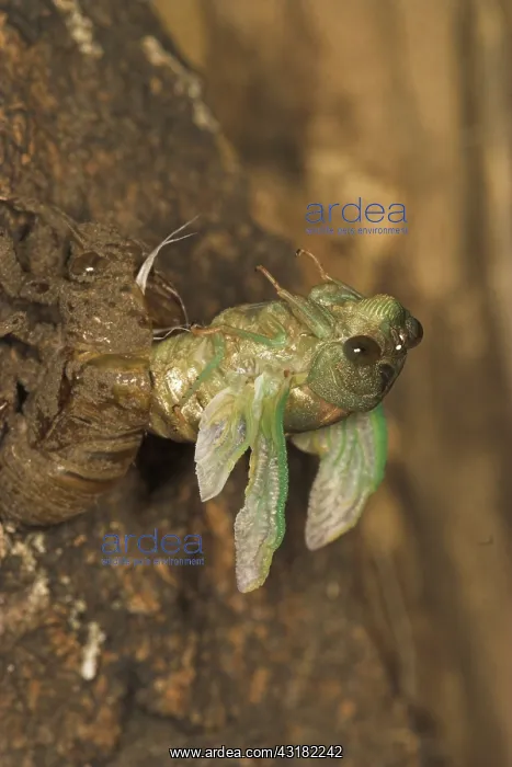 : Dogday Harvestfly Cicada : Dogday Harvestfly Cicada