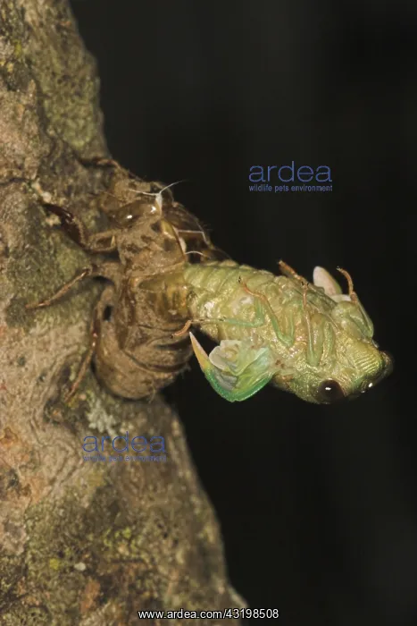 : Dogday Harvestfly Cicada : Dogday Harvestfly Cicada