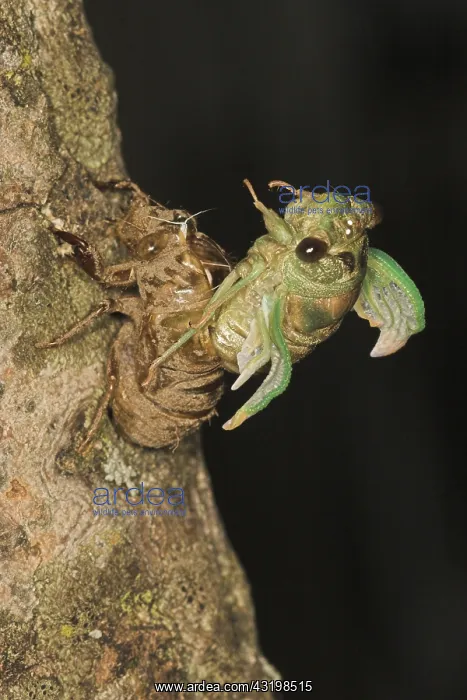 : Dogday Harvestfly Cicada : Dogday Harvestfly Cicada