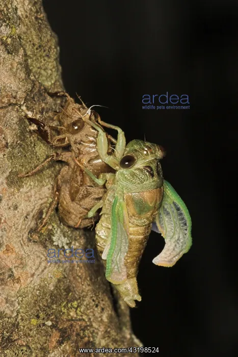 : Dogday Harvestfly Cicada : Dogday Harvestfly Cicada