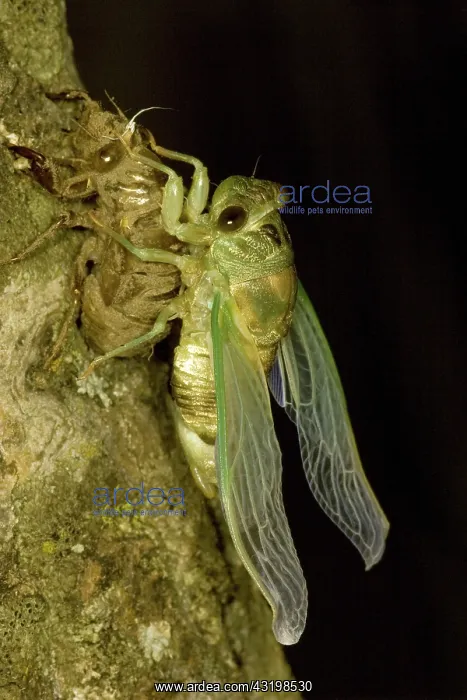  : Dogday Harvestfly Cicada