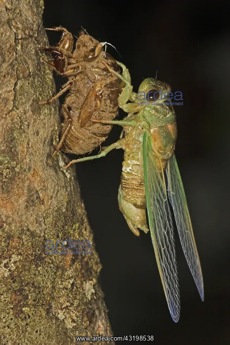 : Dogday Harvestfly Cicada : Dogday Harvestfly Cicada