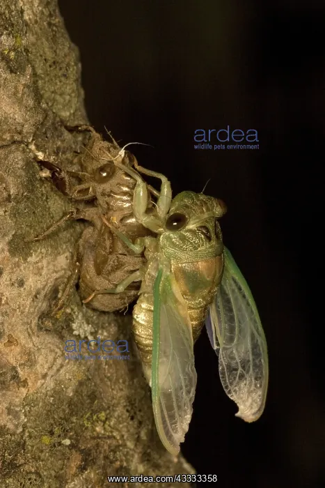 : Dogday Harvestfly Cicada : Dogday Harvestfly Cicada
