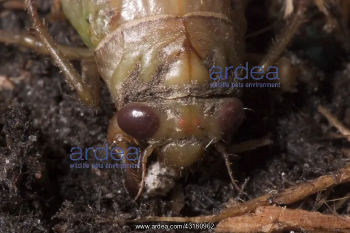  : Dogday Harvestfly Nymph