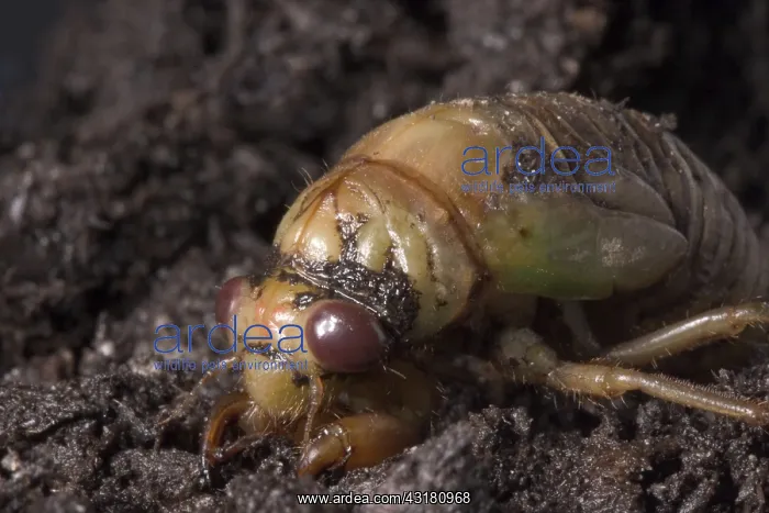 : Dogday Harvestfly Nymph : Dogday Harvestfly Nymph