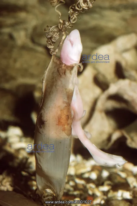 : DOGFISH - hatching : DOGFISH - hatching