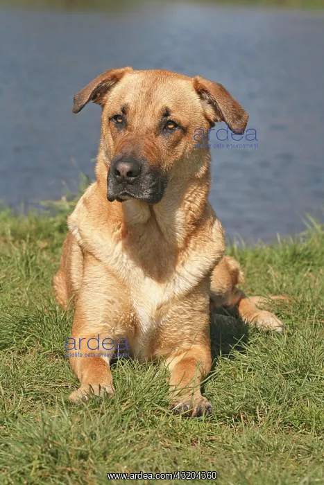 : Dogge-Malinois hybrid lying on a lawn, water in : Dogge-Malinois hybrid lying on a lawn, water in