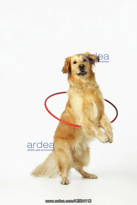 : DOG.Golden retriever doing hoola hoop : DOG.Golden retriever doing hoola hoop