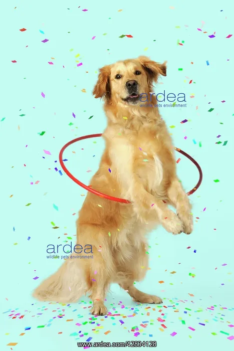 : DOG.Golden retriever doing hoola hoop with falling confetti : DOG.Golden retriever doing hoola hoop with falling confetti